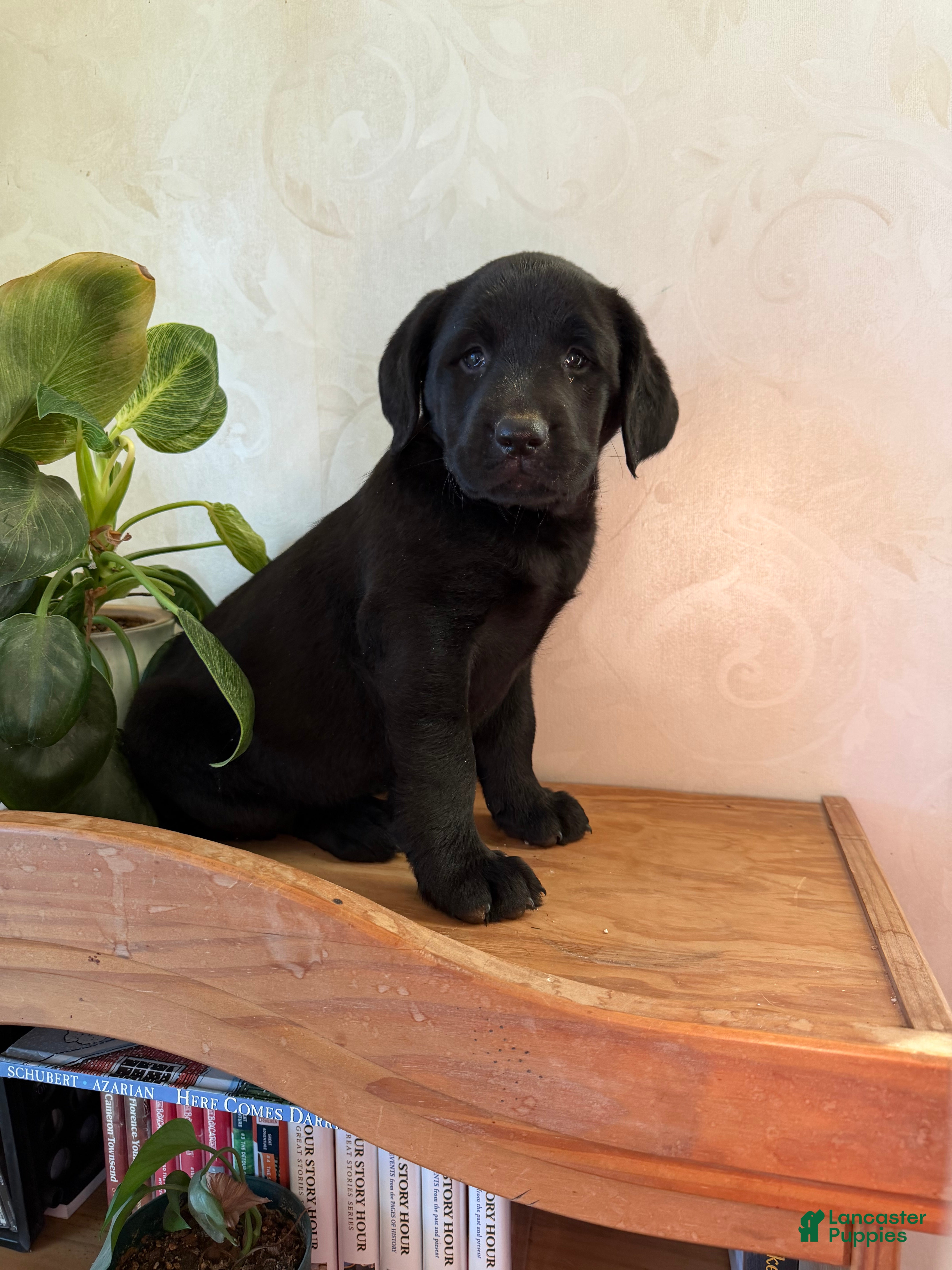 Labrador Retriever dogs Meg - Ad 1