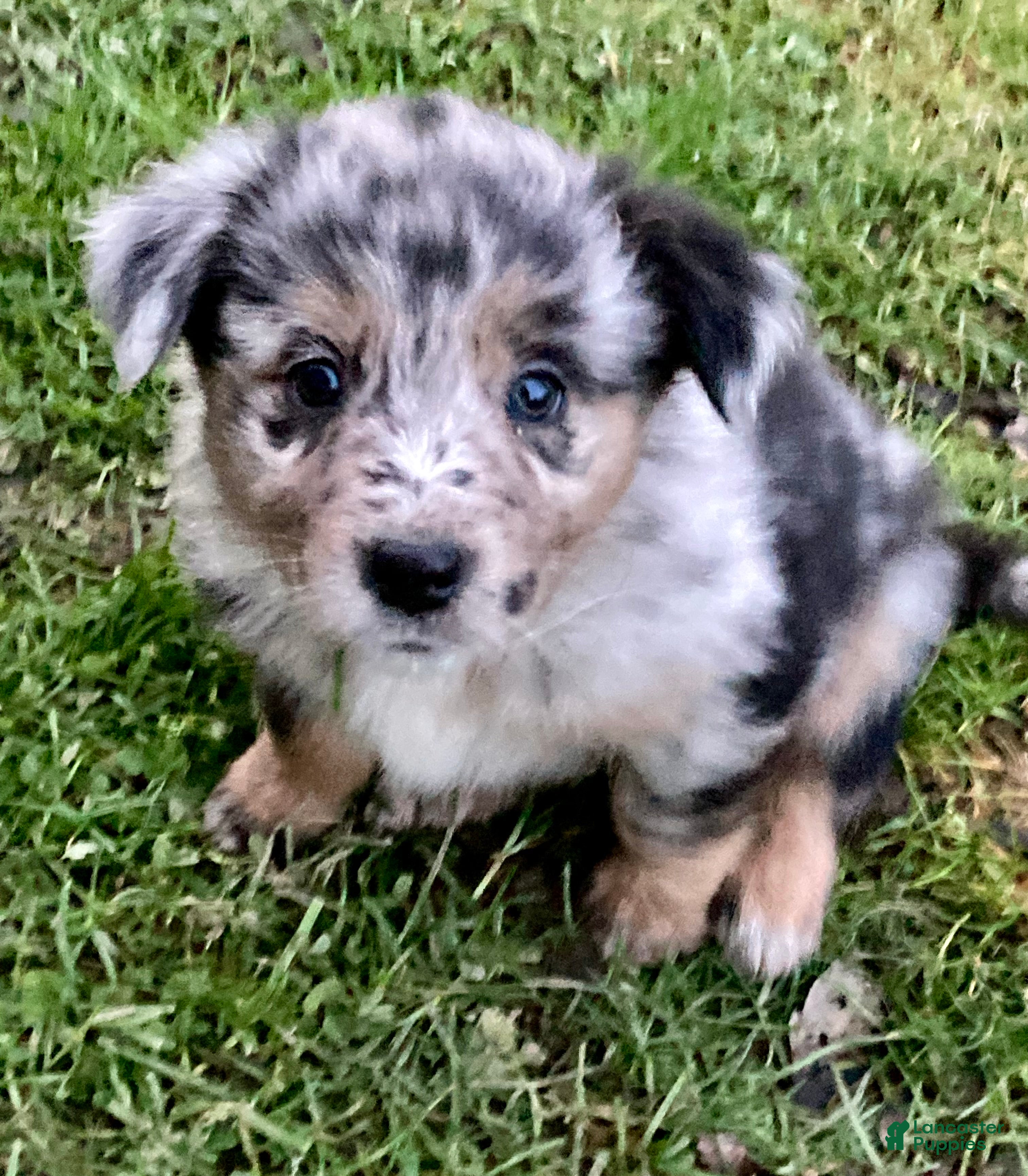 Australian Shepherd dogs Australian Shepherd Puppy 2 - Ad 13