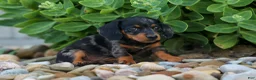 Miniature Dachshund dogs for sale:  Tilly 🎀 - Ad 12