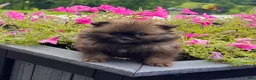 Pomeranian dogs for sale: Buddy - Ad 3