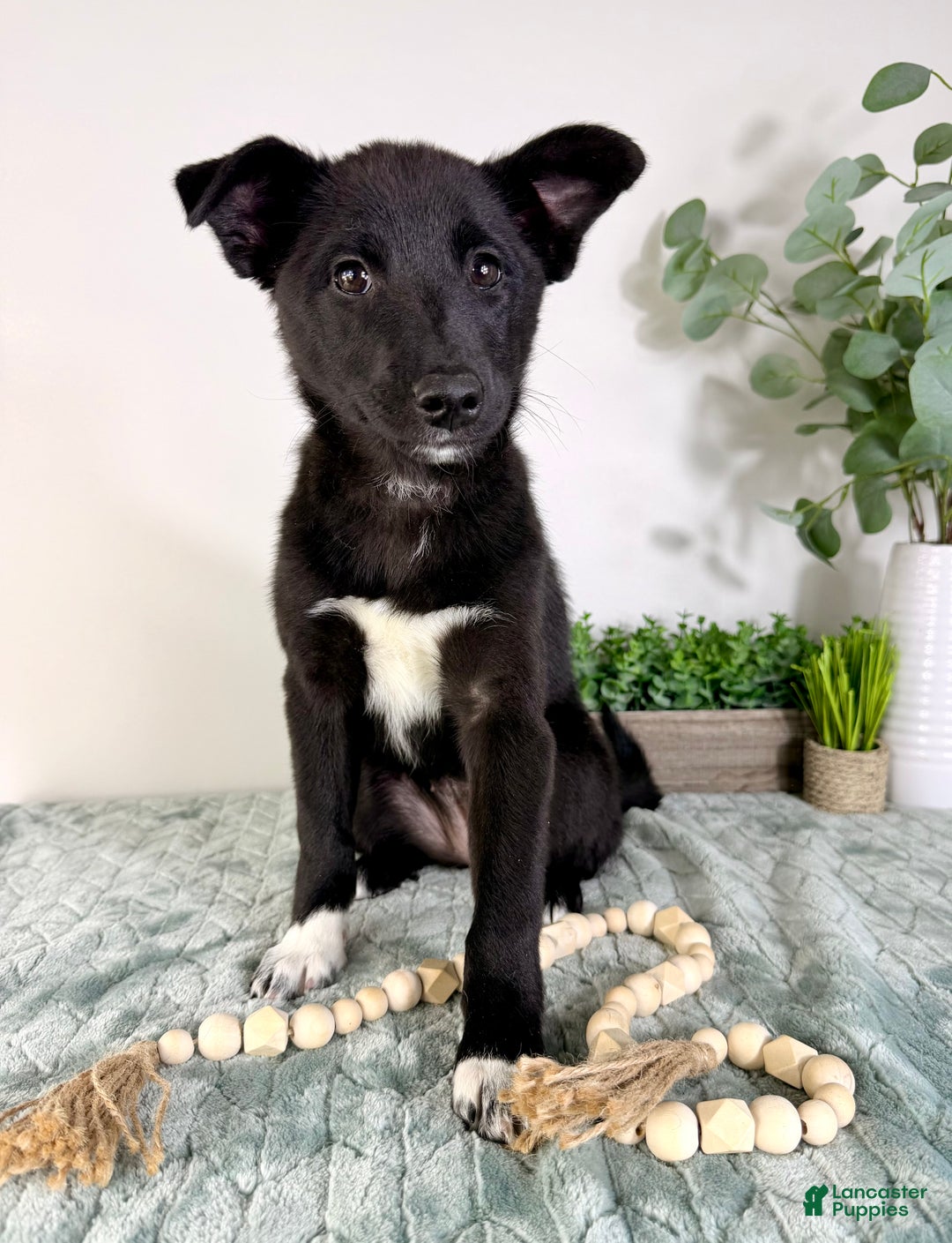 Mixed Breed dogs for sale: Lucy - Ad 5