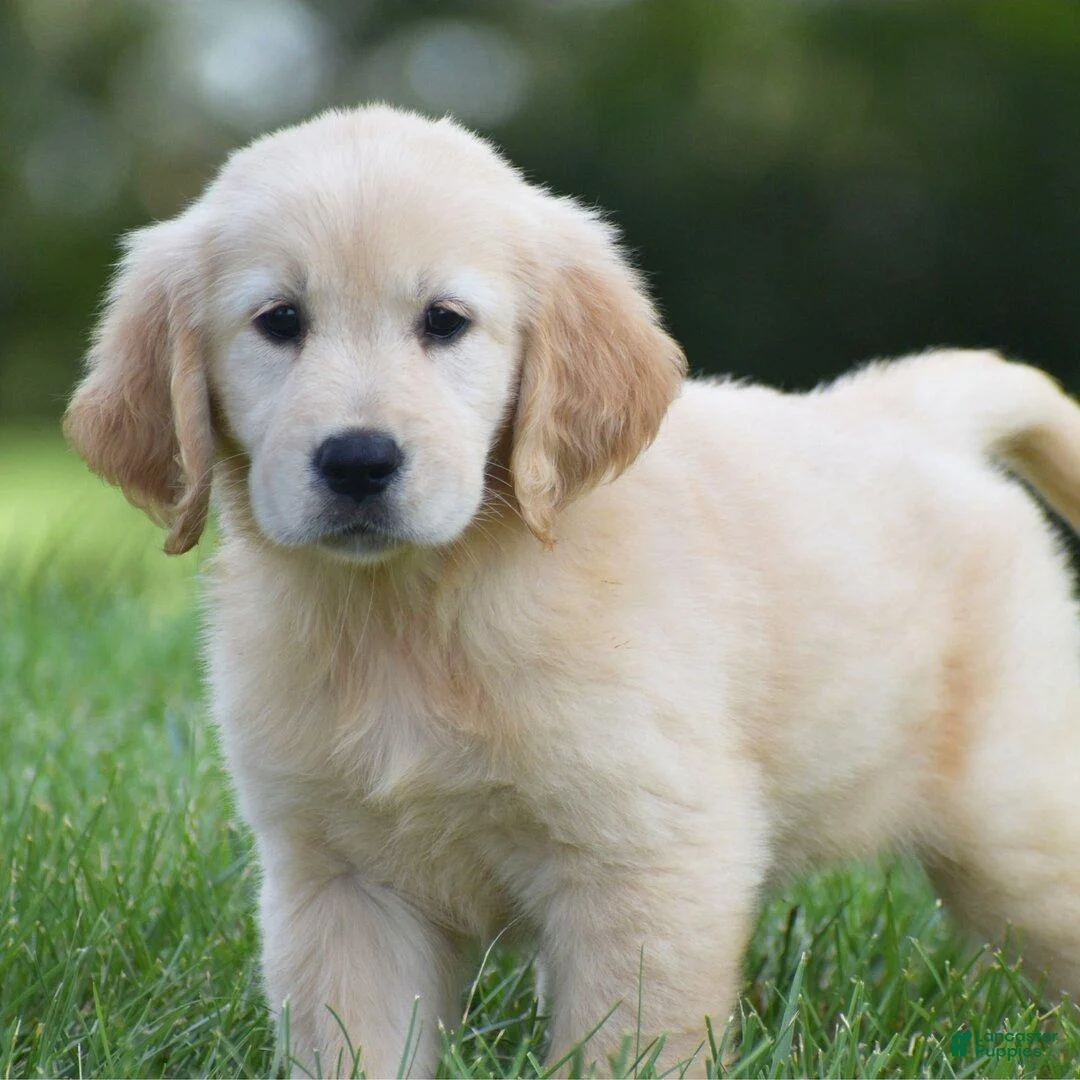 Golden Retriever dogs for sale: Golden Retriever 1 - Ad 2