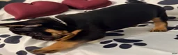 French Bulldog dogs for sale: Rocko - Ad 3