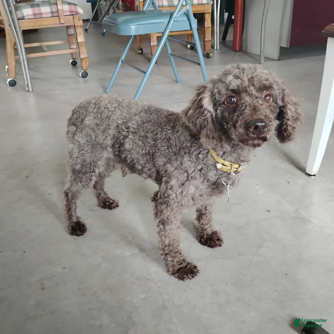 Mini Goldendoodle dogs for sale: Reddie Boy - Ad 11