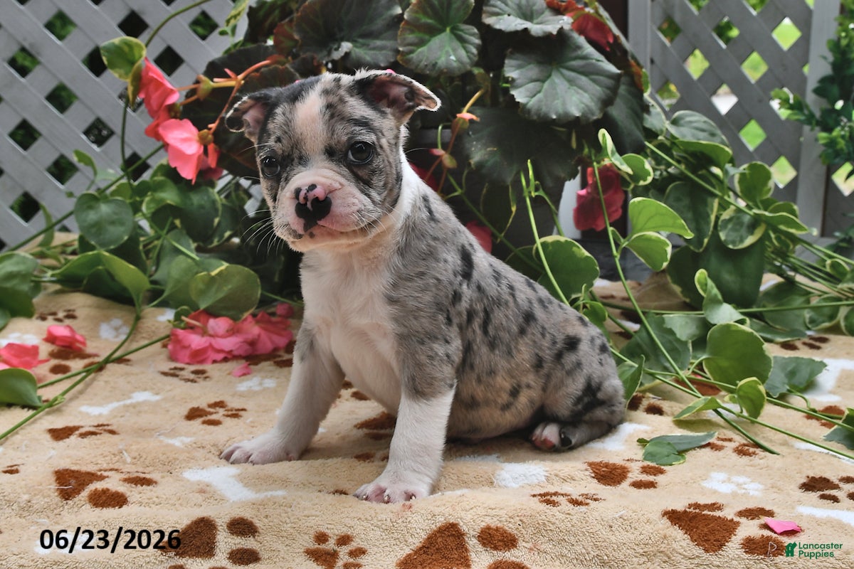 Boston Terrier dogs Lloyd - Ad 2