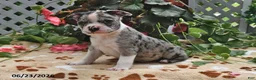 Boston Terrier dogs for sale: Lloyd - Ad 2