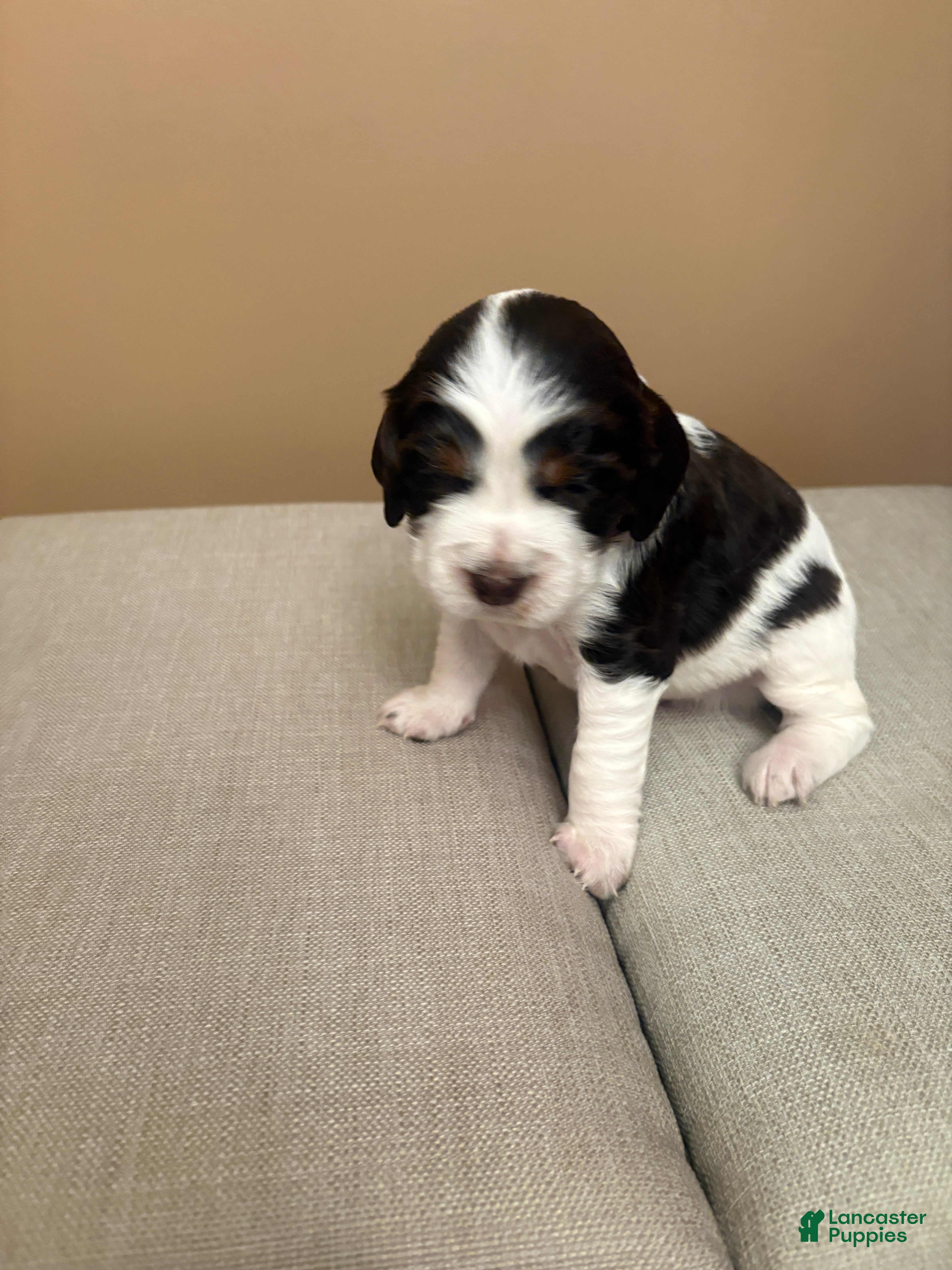 English Springer Spaniel dogs English Springer Spaniel 1 - Ad 1