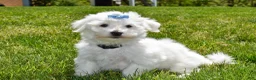 Maltese dogs for sale:  Jaden - Ad 10