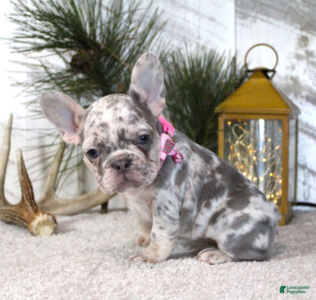 French Bulldog dogs for sale: Prada - Ad 6