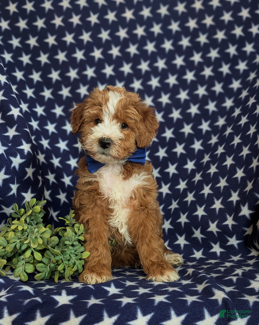 Mini Goldendoodle dogs for sale: Denver 15 lbs Full grown Hypoallergenic - Ad 2