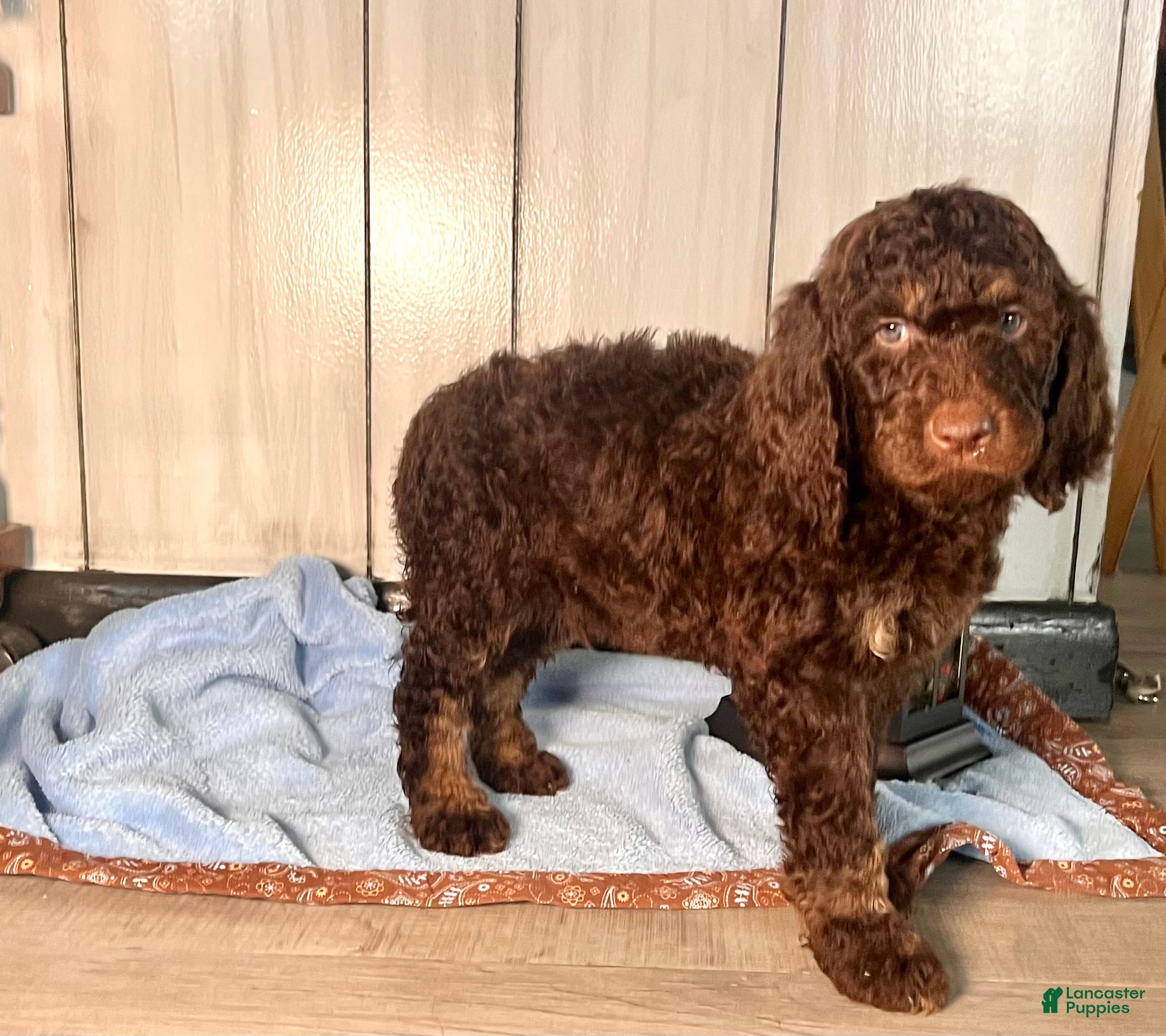 Standard Poodle dogs Mango🐾❤️AKC Genetic Tested🐾❤️6108066386 - Ad 34