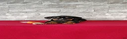 Beabull dogs for sale: Russell - Ad 4