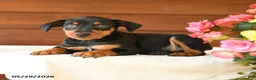 Miniature Pinscher dogs for sale: Cory - Ad 3