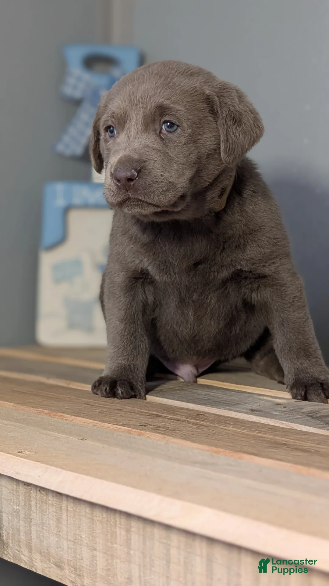 Labrador Retriever dogs for sale: Tyson - Ad 7