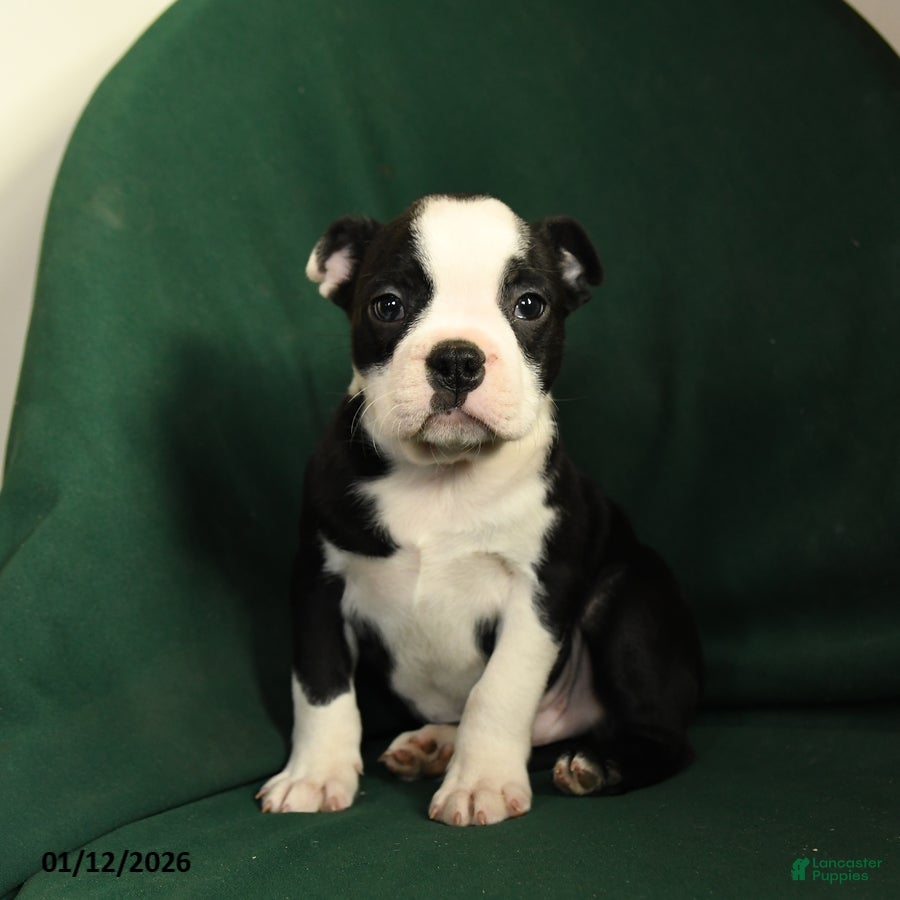 Boston Terrier dogs Falcon - Ad 9