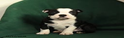 Boston Terrier dogs for sale: Falcon - Ad 1
