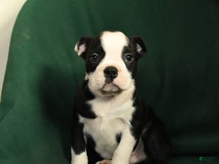 Boston Terrier dogs Falcon - Ad 8