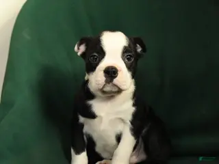 Boston Terrier dogs Falcon - Ad 3