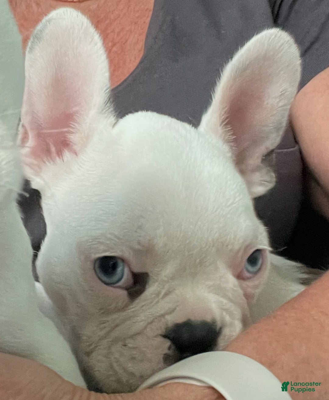 French Bulldog dogs for sale: French Bulldog Puppy 2 “Whisp” - Ad 21