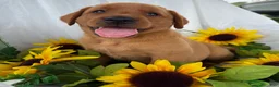 Labrador Retriever dogs for sale: Buster  - Ad 2