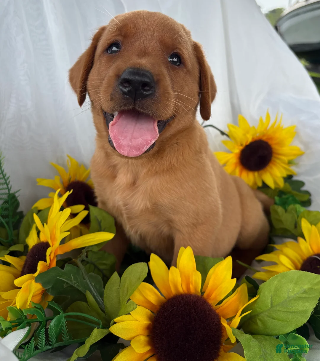 Labrador Retriever dogs for sale: Buster  - Ad 2