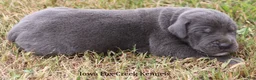 Great Dane dogs for sale: Smokey - Ad 2