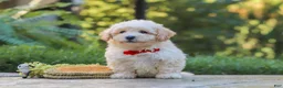 Maltipoo dogs for sale: Ollie - Ad 1