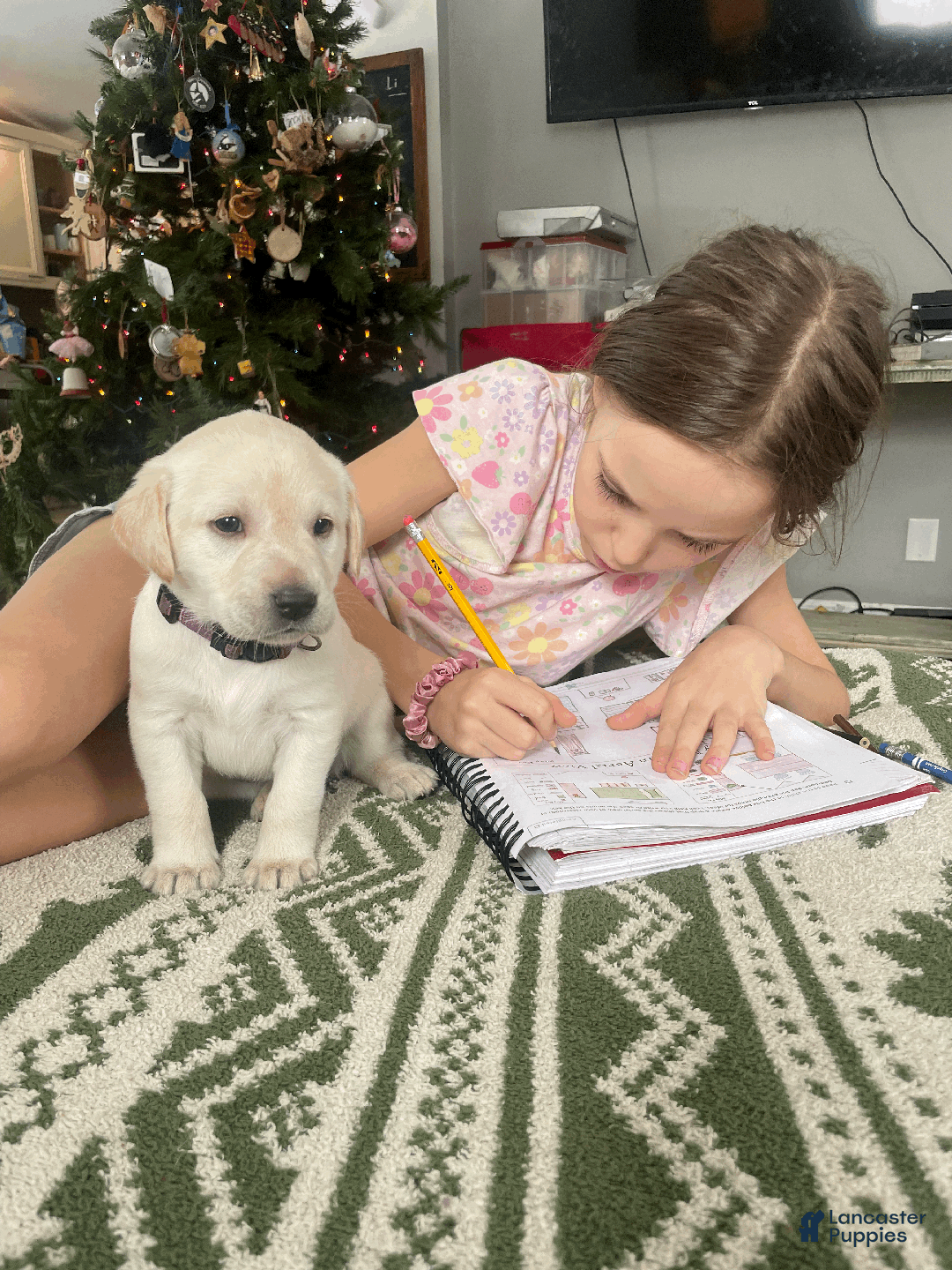 Labrador Retriever dogs for sale: Algonquin-red collar - Ad 18