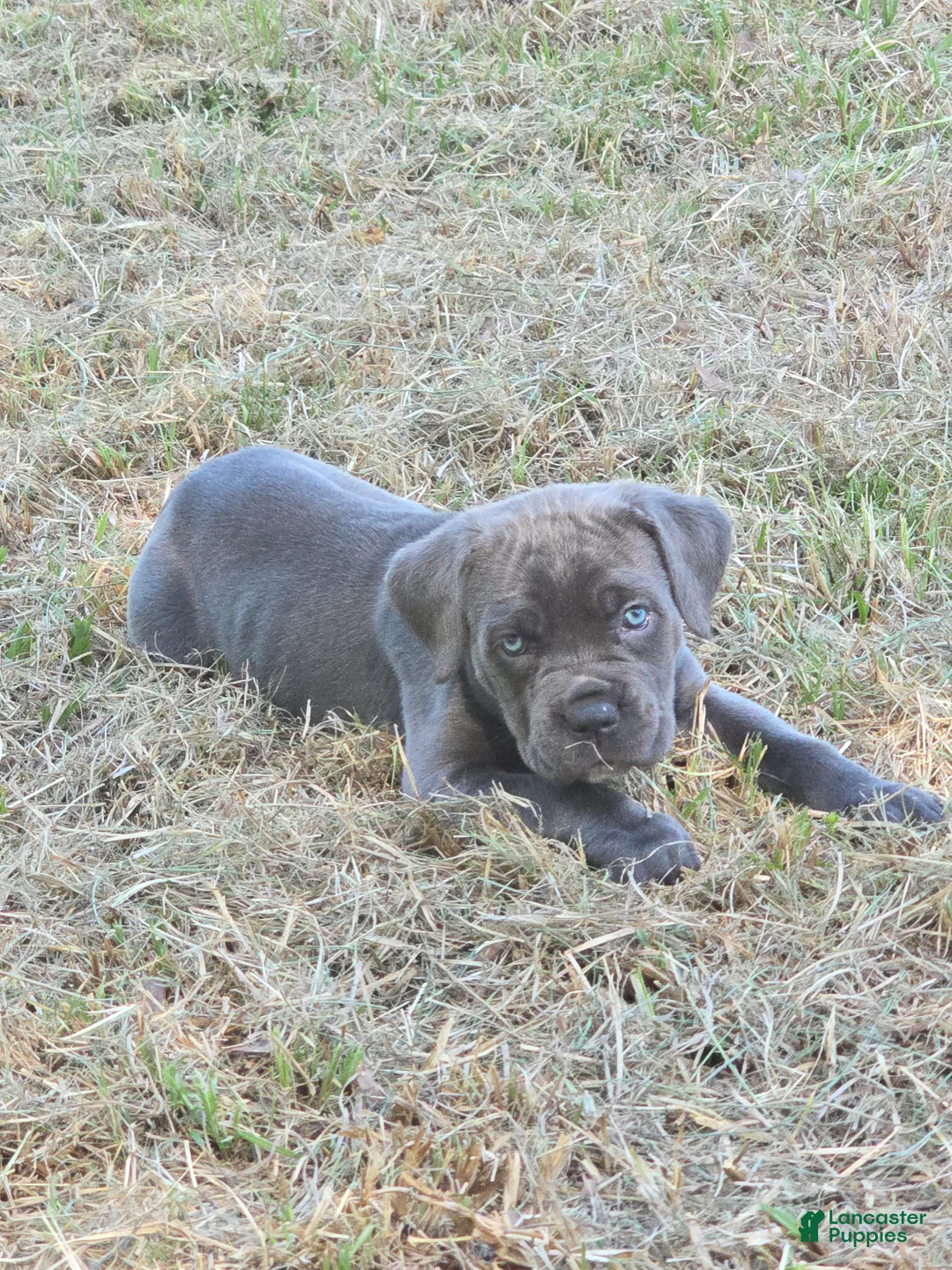 Cane Corso dogs for sale: Cane Corso Puppy 4 - Ad 2