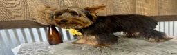 Yorkshire Terrier dogs for sale: Miles - Ad 1