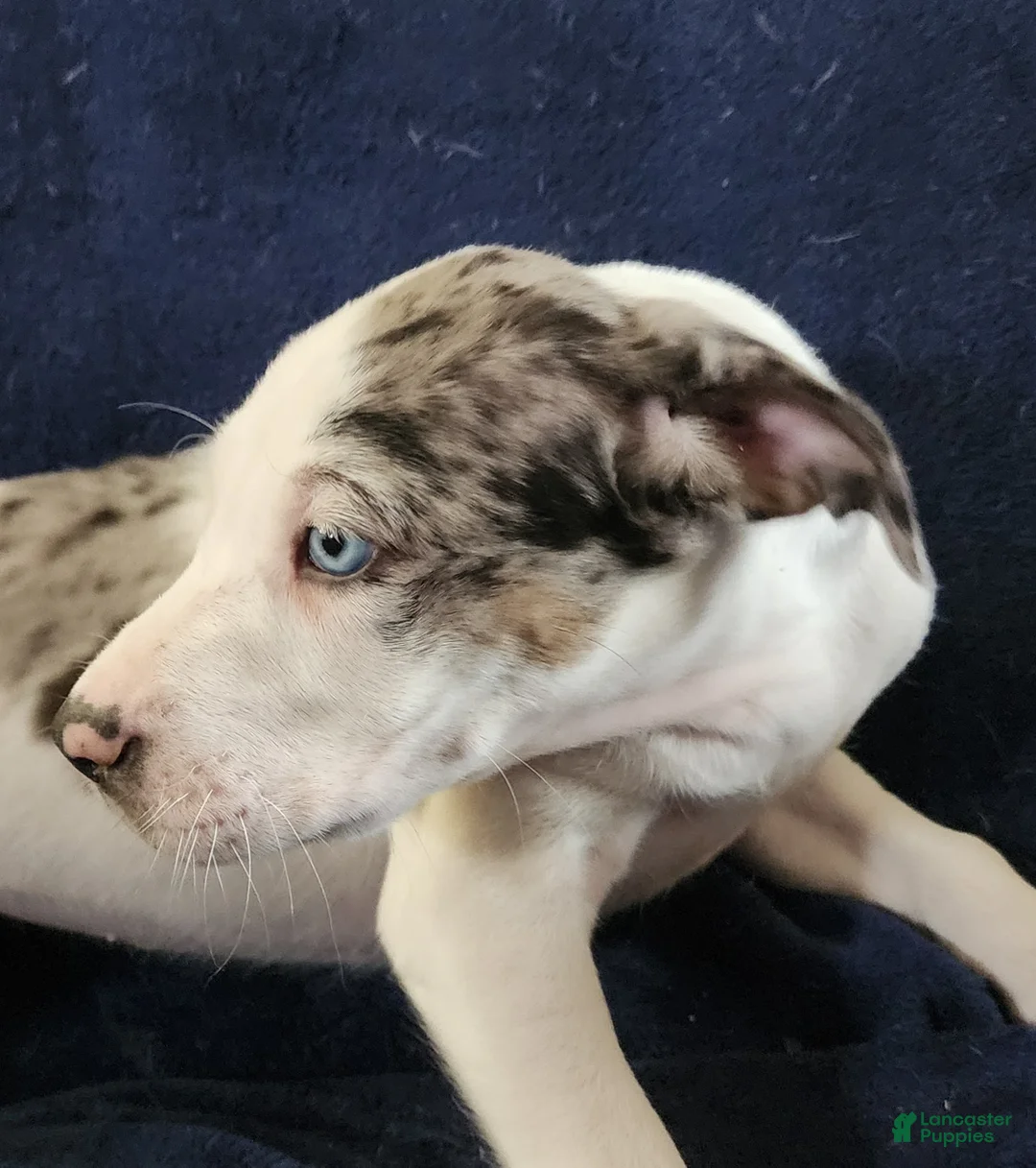 Catahoula Leopard Dog dogs for sale: Gabby F2025 M1 - Ad 16