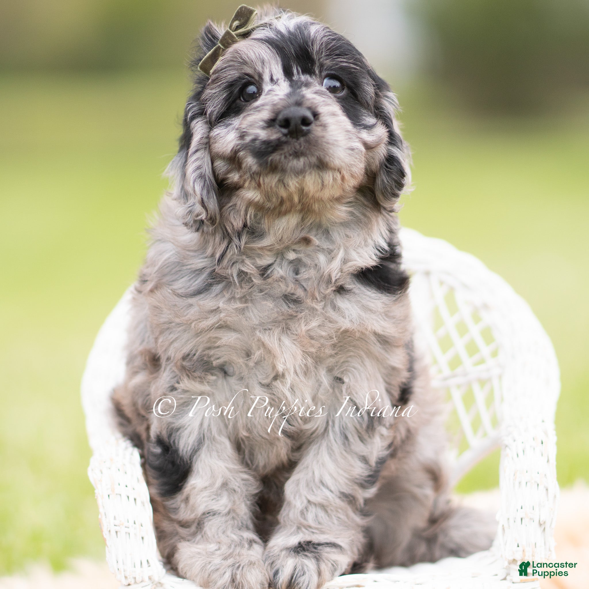 Cavapoo dogs Max F1 - Ad 39