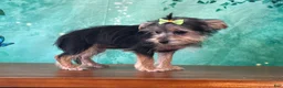 Morkie dogs for sale: Mandie - Ad 2
