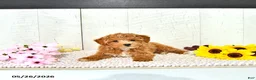 Miniature Poodle dogs for sale: Ranae - Ad 4