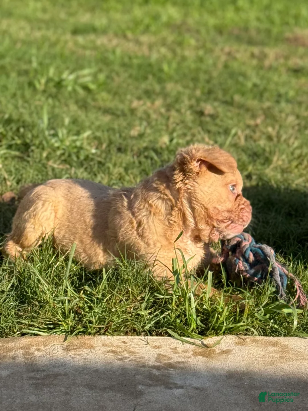 French Bulldog dogs for sale: Sunshine  - Ad 2