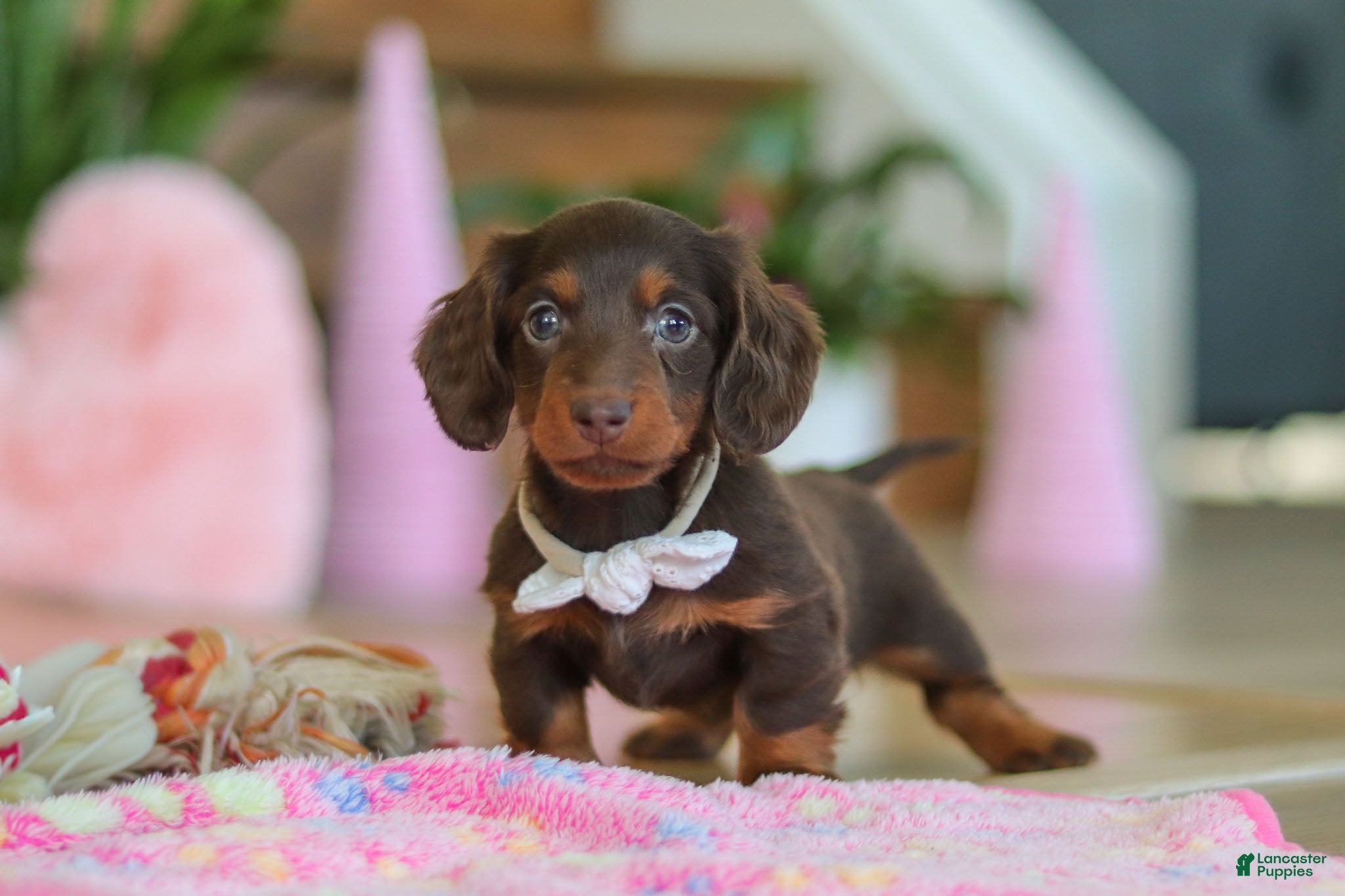 Miniature Dachshund dogs Skye - Ad 2