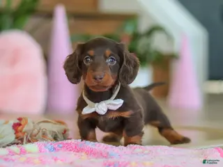 Miniature Dachshund dogs Skye - Ad 38