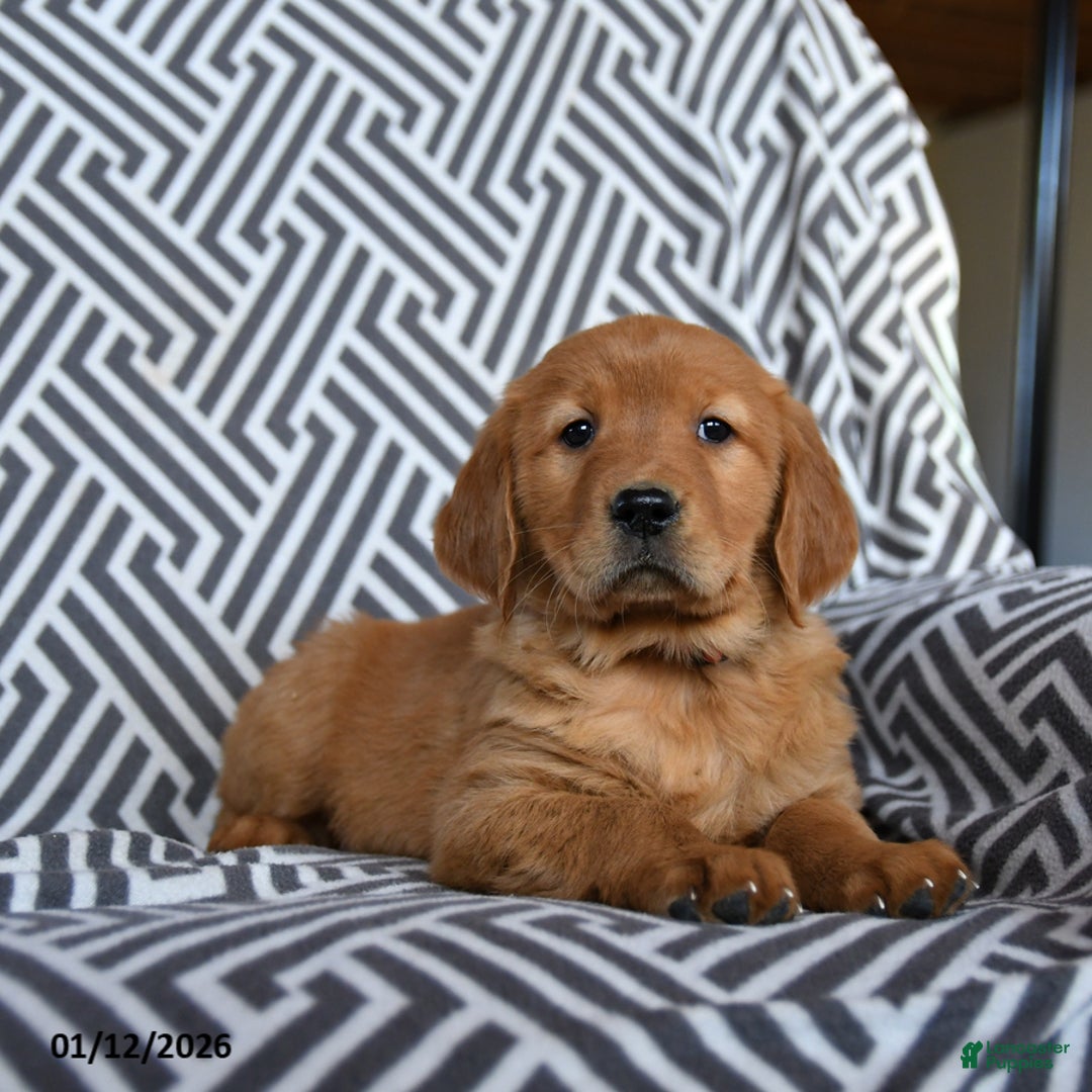 Golden Retriever dogs for sale: Lucky Charms - Ad 2