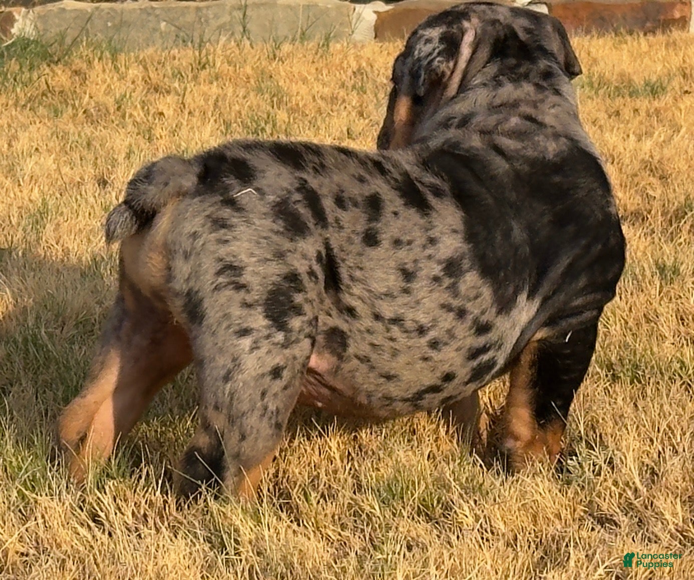 English Bulldog dogs Logan (LoLo) - Ad 2