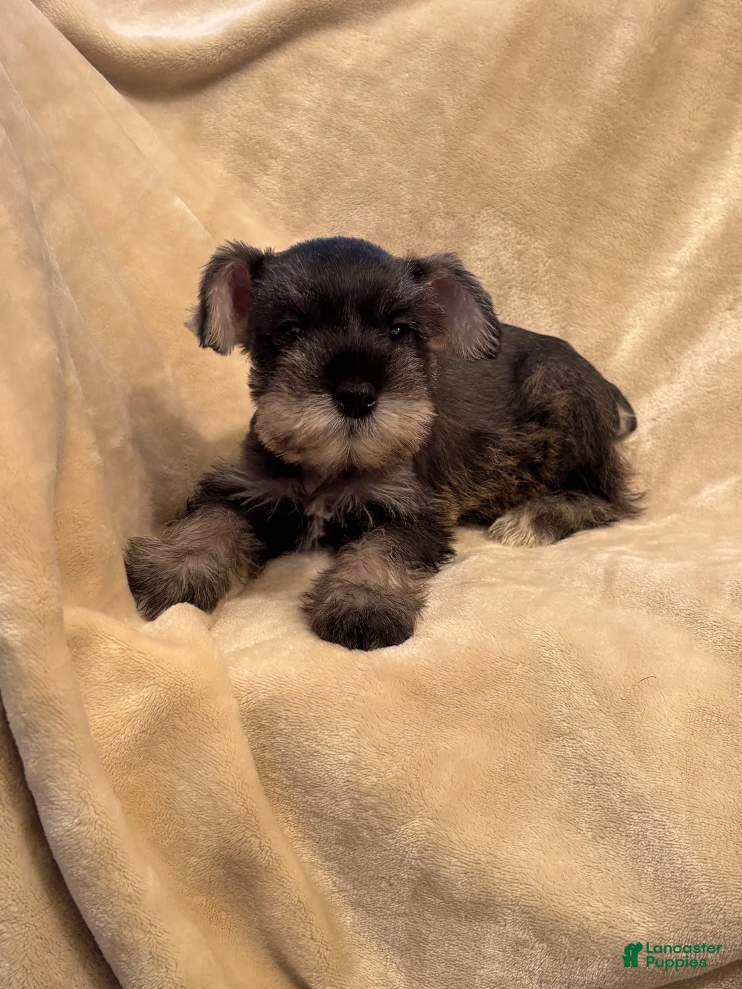 Miniature Schnauzer dogs for sale: Colette - Ad 2