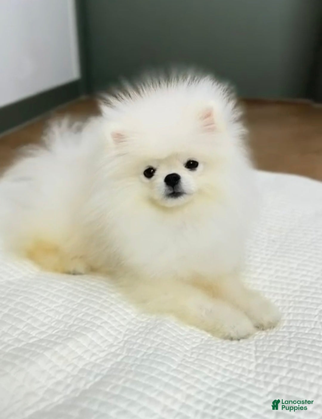 Pomeranian dogs Lucas - Ad 13