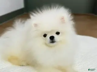 Pomeranian dogs Lucas - Ad 10