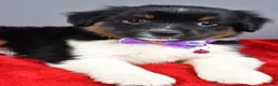 Miniature Australian Shepherd dogs for sale: Zeta - Ad 4