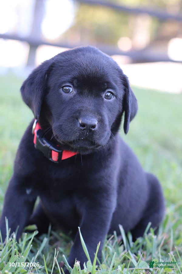 Labrador Retriever dogs Garret - Ad 1