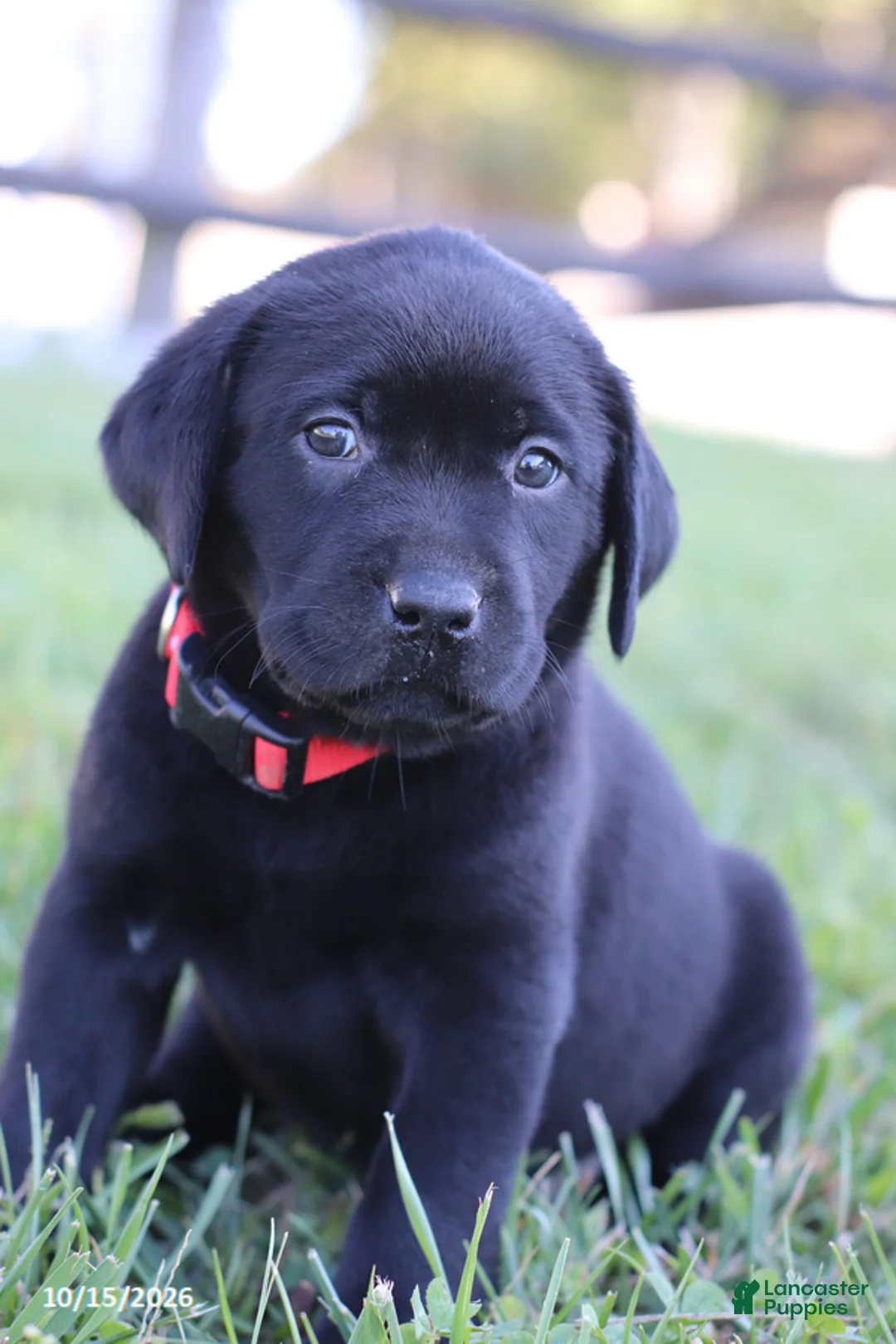 Labrador Retriever dogs for sale: Garret - Ad 1