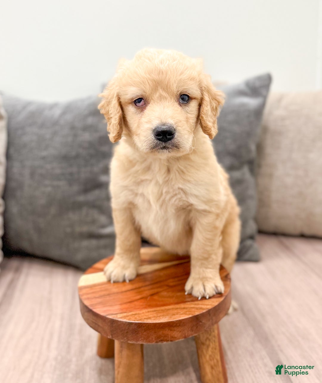Goldendoodle dogs for sale: Sammy - Ad 2