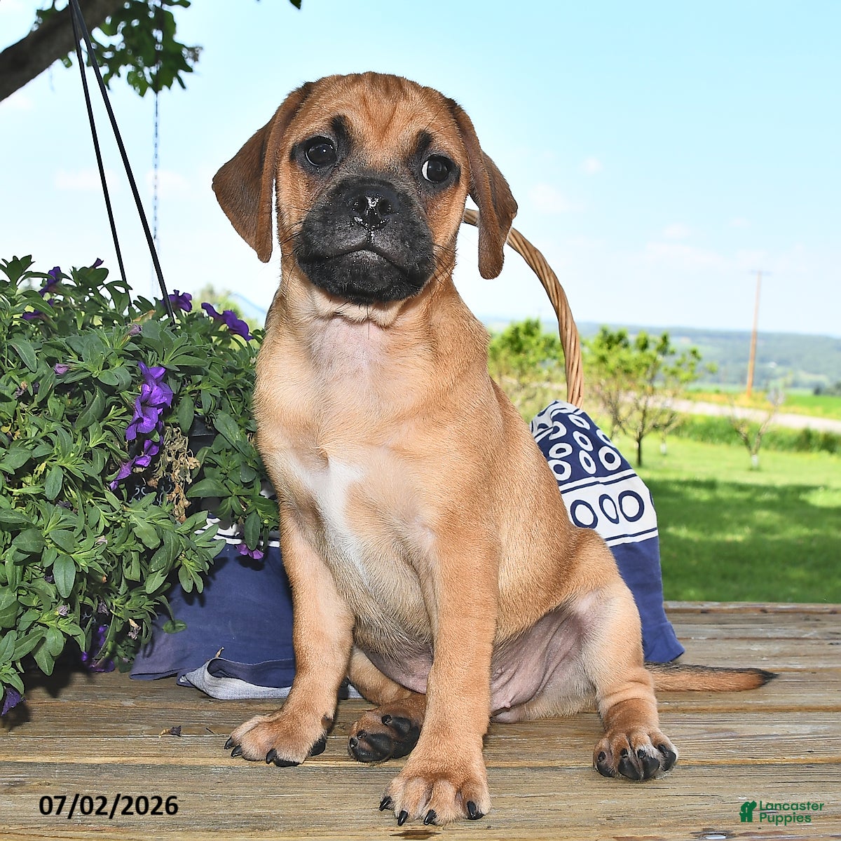 Puggle dogs Sawyer - Ad 1