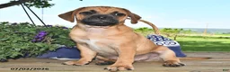Puggle dogs for sale: Sawyer - Ad 1