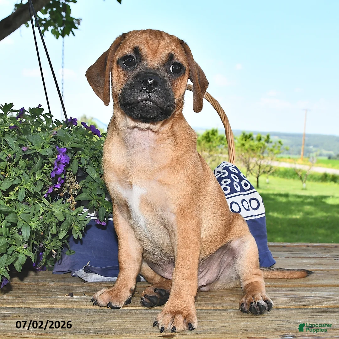 Puggle dogs for sale: Sawyer - Ad 1