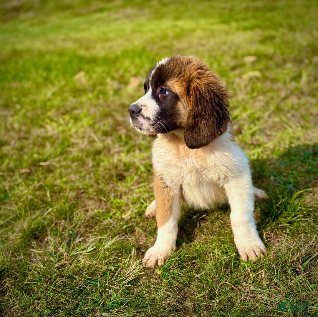 Mac for sale in Reading Lancaster Puppies